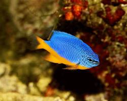 Damselfish aquarium pet