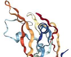 Image of VEGFA protein structure