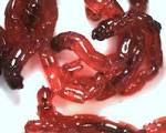 Where to get live bloodworms