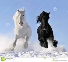 Image result for HORSE