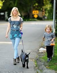 Resultado de imagen para mini goats as pets