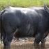 Man killed by buffalo in Strathalbyn