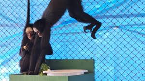 Zoológico de Cascavel recebe duas fêmeas de macaco-aranha ameaçado de extinção