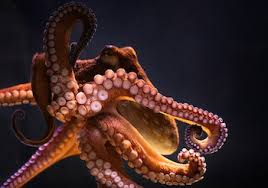 Image result for octopus