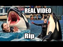 jessica radcliffe orca video | orca trainer jessica radcliffe |orca killed trainer|jessica radcliffe - YouTube