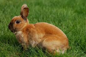 Image result for RABBIT
