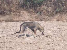 Grey wolf or dog? Here’s what experts are saying about the rare sighting of a wild animal in a big city li