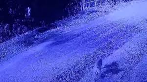 ¡Puma Suelto en Pilar! Drones y Alerta Máxima en Barrio Privado - Imagen ilustrativa del artículo