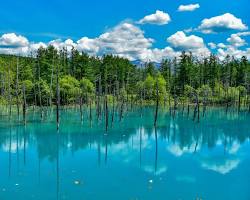 白金青い池の画像