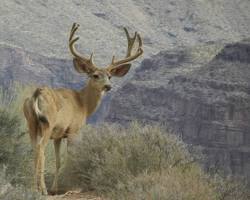 mule deer in the Grand Canyon