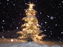 Bildergebnis für Christbaum