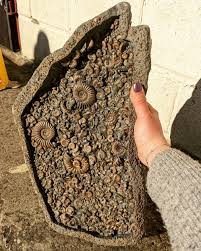 The inside of an ammonite fossil 🌀
