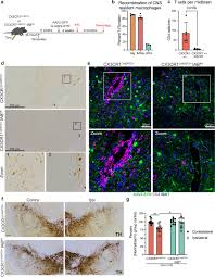 Uncovering the Crucial Involvement of a Specific Subgroup of Brain Macrophages in Neuroinflammation Associated with Parkinson’s Disease