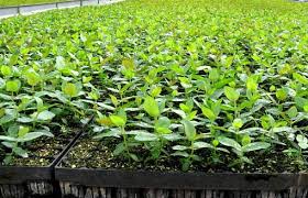 Image result for sagwan image green tree image