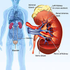 Image result for kidneys