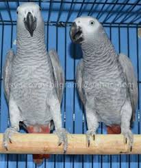 Image result for african grey parrot for sale