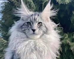 Image of Cat Maine Coon