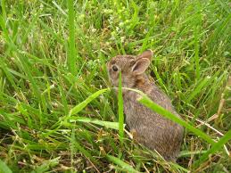 Image result for RABBIT