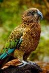 pictures of 2 parrots talking like humans crossword clue