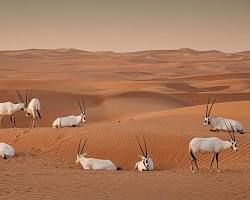 Image of Dubai Desert Conservation Reserve