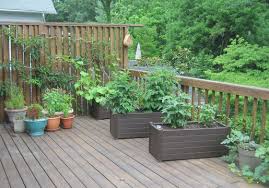 Image result for gardening in pots