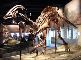 Image result for dinosaur museum clipart