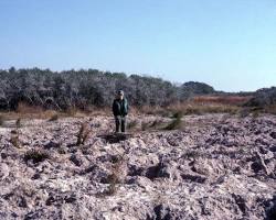 Image of Wild hogs rooting in the ground
