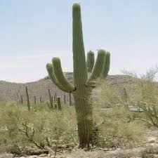 Image result for saguaro cactus