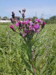 Image result for ironweed plant