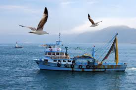 Resultado de imagem para pesca rs