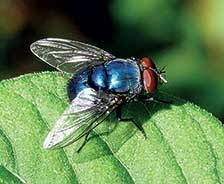 Image result for images of blue bottle and mosquito