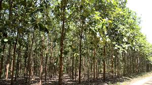 Image result for Tree plantation