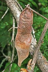 Image result for Acacia eriocarpa