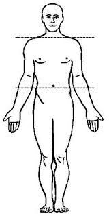 Resultado de imagen para cuerpo humano