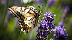 Bildergebnis für schmetterling