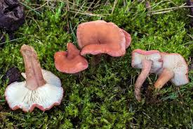 Image result for Calocybe carnea