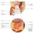 Prostatakarzinom (Prostatakrebs)
