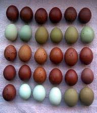 Image result for lemon maran chicken eggs