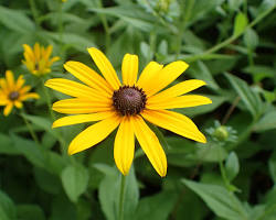 Rudbeckia flowers, створено за допомогою ШІ