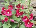 How to Grow Hollyhocks: Steps (with Pictures) - How