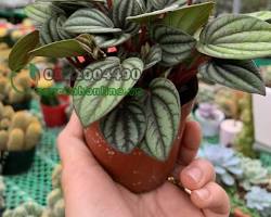 Hình ảnh về Cây peperomia