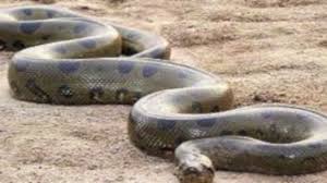 Image result for Captured Python Could Be World's Longest Snake