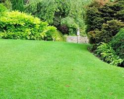 Image of lush green lawn