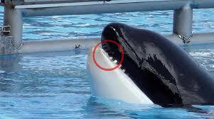 Resultado de imagen de imagenes de loro parque