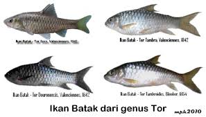 Hasil gambar untuk LOGO RUMA BATAK