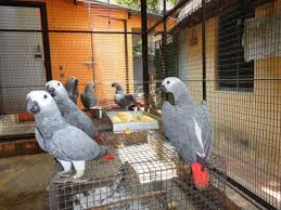 Image result for baby macaw parrot for sale