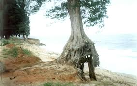 Image result for erosion