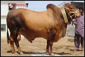 Image result for bakra eid 2015 pakistan