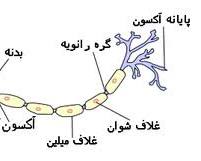 آناتومی یک نورون