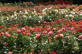 Image result for images of rose garden